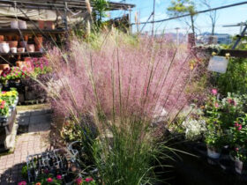 １０月入荷中の花苗の紹介