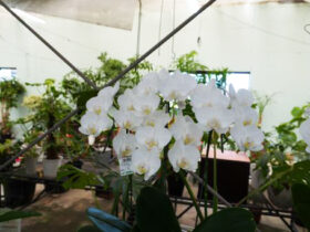 １０月入荷中の花苗の紹介