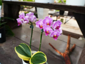 １０月入荷中の花苗の紹介