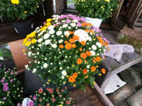 １０月入荷中の花苗の紹介