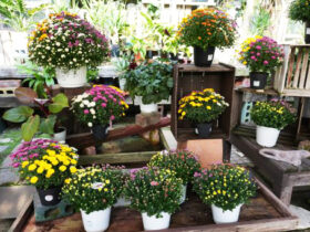１０月入荷中の花苗の紹介
