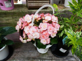 １０月入荷中の花苗の紹介