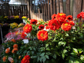 １０月入荷中の花苗の紹介