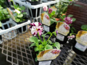 １０月入荷中の花苗の紹介