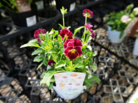 １０月入荷中の花苗の紹介