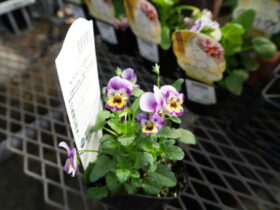 １０月入荷中の花苗の紹介