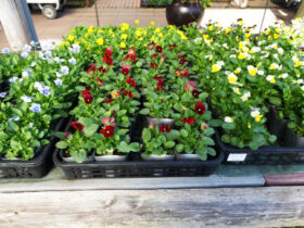 １０月入荷中の花苗の紹介