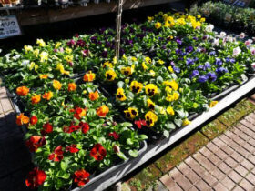 １０月入荷中の花苗の紹介