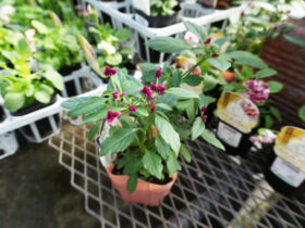 １０月入荷中の花苗の紹介