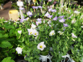 １０月入荷中の花苗の紹介