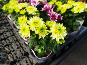１０月入荷中の花苗の紹介