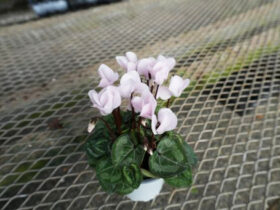 １０月入荷中の花苗の紹介