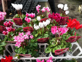 １０月入荷中の花苗の紹介