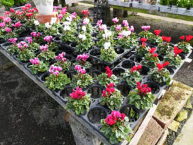 １０月入荷中の花苗の紹介