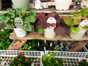 １０月入荷中の花苗の紹介