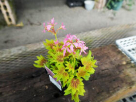 １０月入荷中の花苗の紹介