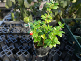１０月入荷中の花苗の紹介
