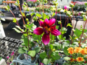 １０月入荷中の花苗の紹介