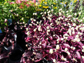 １０月入荷中の花苗の紹介