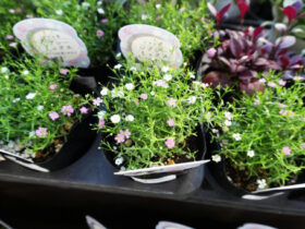１０月入荷中の花苗の紹介