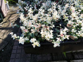 １０月入荷中の花苗の紹介