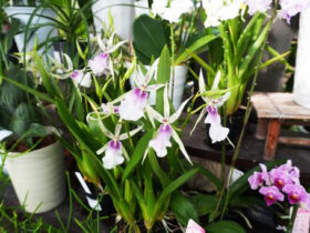 １０月入荷中の花苗の紹介