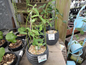 多肉植物・サボテンの紹介
