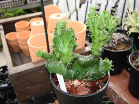 多肉植物・サボテンの紹介