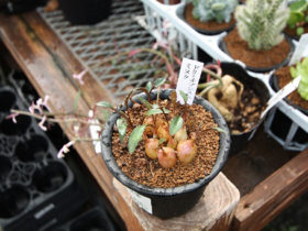 多肉植物・サボテンの紹介