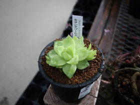 多肉植物・サボテンの紹介