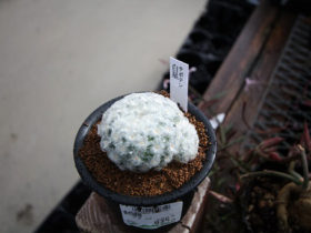 多肉植物・サボテンの紹介