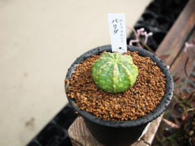 多肉植物・サボテンの紹介