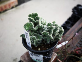 多肉植物・サボテンの紹介