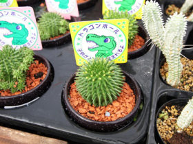 多肉植物・サボテンの紹介