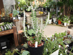 多肉植物・サボテンの紹介