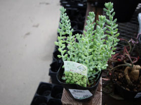 多肉植物・サボテンの紹介