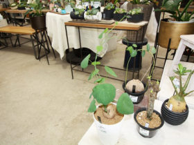 多肉植物・サボテンの紹介