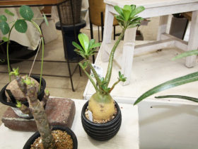 多肉植物・サボテンの紹介