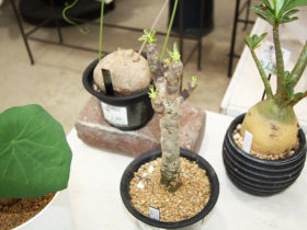 多肉植物・サボテンの紹介
