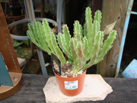 多肉植物・サボテンの紹介
