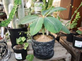 多肉植物・サボテンの紹介