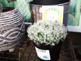 多肉植物・サボテンの紹介