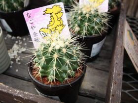多肉植物・サボテンの紹介