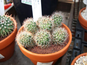 多肉植物・サボテンの紹介