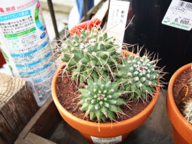 多肉植物・サボテンの紹介
