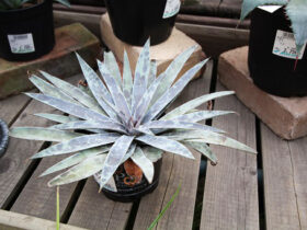 多肉植物・サボテンの紹介