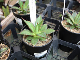 多肉植物・サボテンの紹介