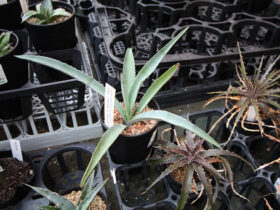 多肉植物・サボテンの紹介