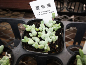多肉植物・サボテンの紹介