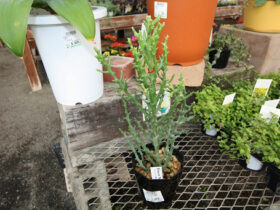 多肉植物・サボテンの紹介